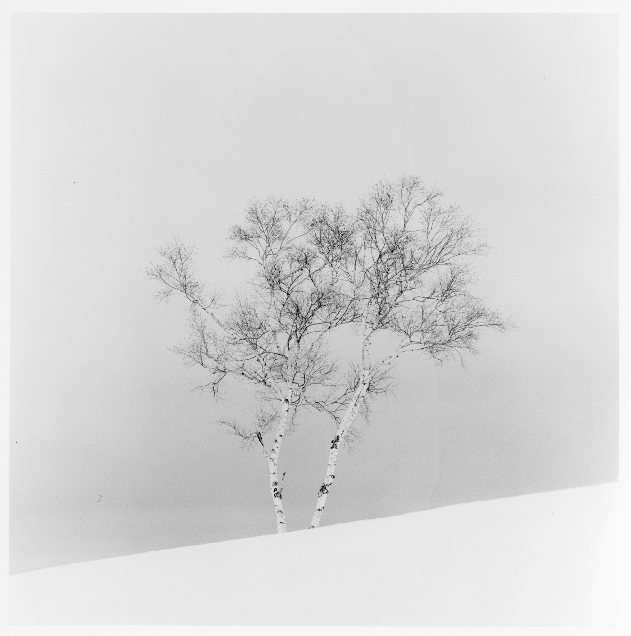 tree in the snow